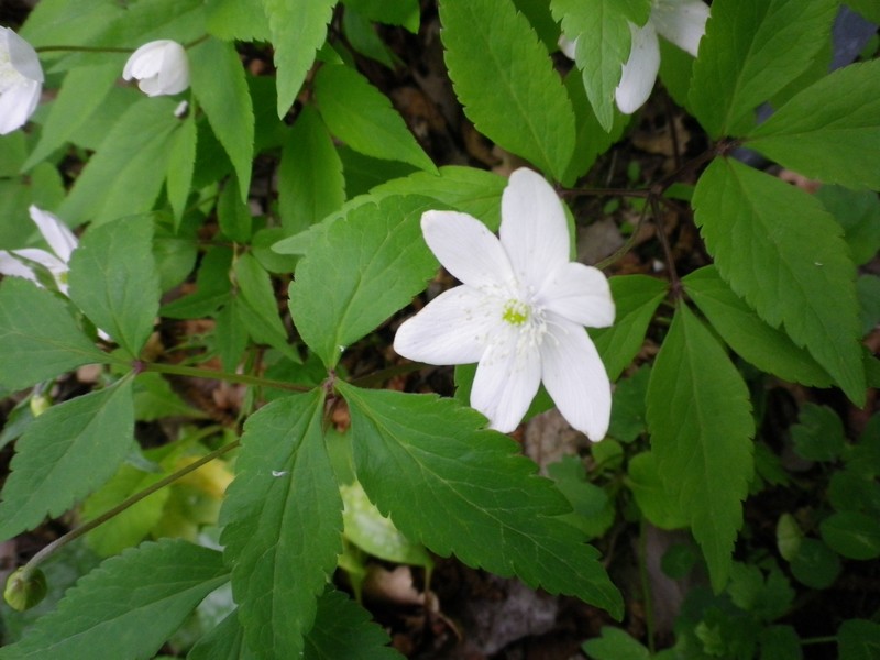 Anemonoides trifolia subsp. trifolia / Anemone trifoliata